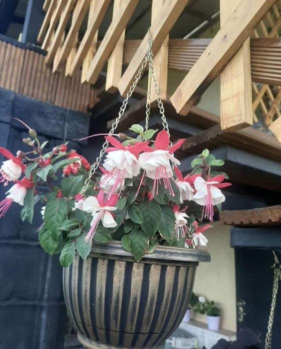 комнатные растения