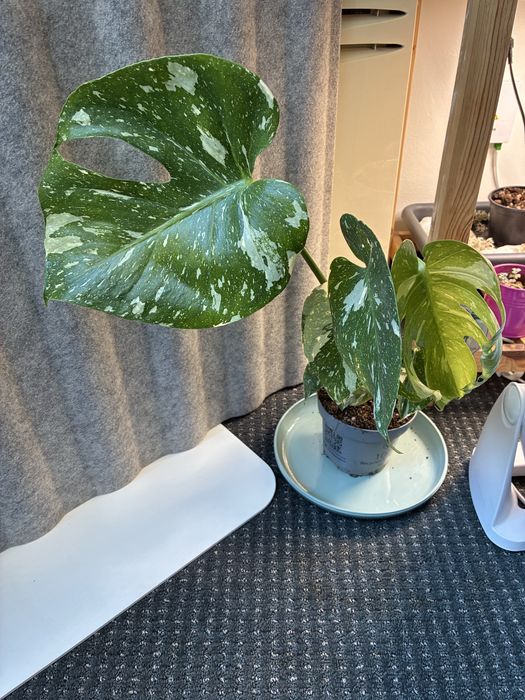 Монстера делисиоза thai constellation тайландско съзвездие monstera deliciosa делисиоза