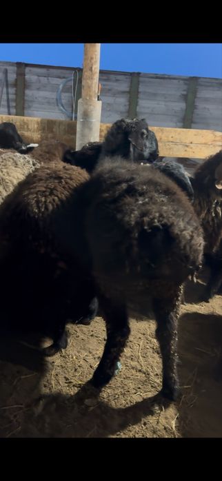 Тоқты қой қошқар саулық