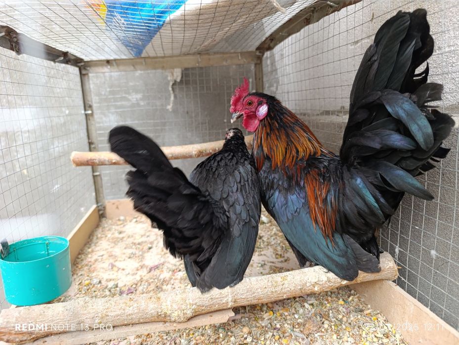 Yapon hoʻroz toʻvuq zoti felix