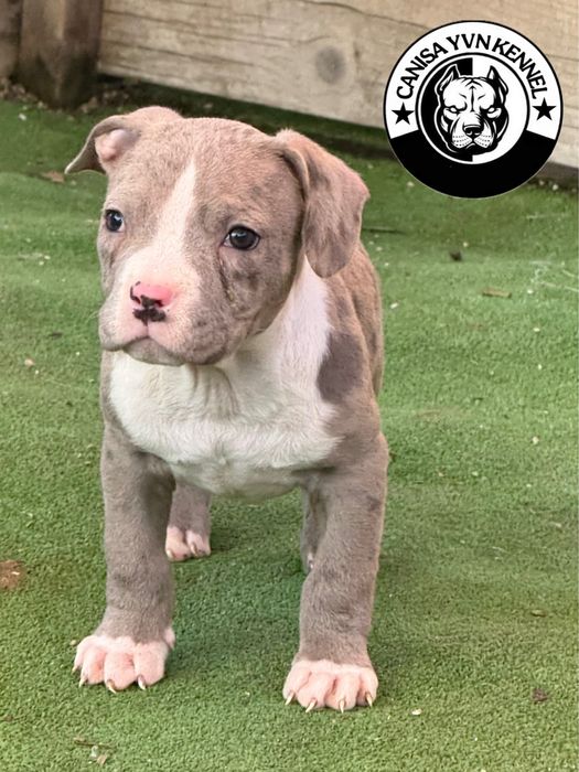 Mascul amstaff blue merle