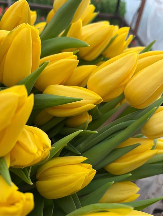 Тюльпаны оптом и в  розницу.оптом тюльпаны по низкои цене