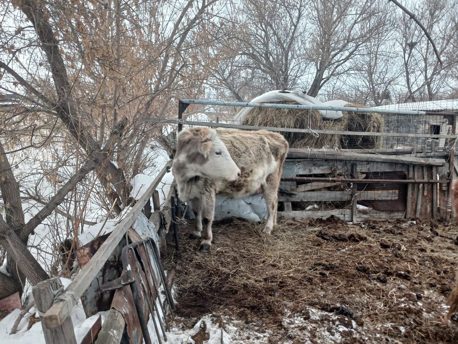 Сиыр сатылады хабарласыңыздар