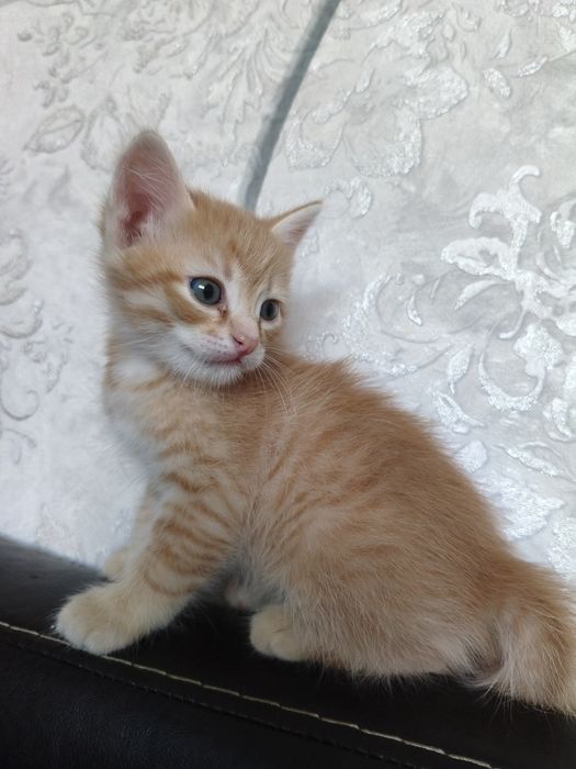 маленькие котята