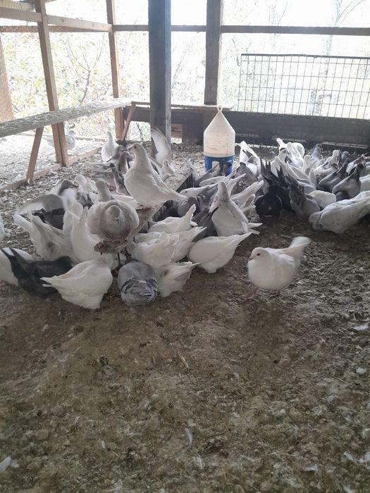 Porumbei Texani  de vanzare