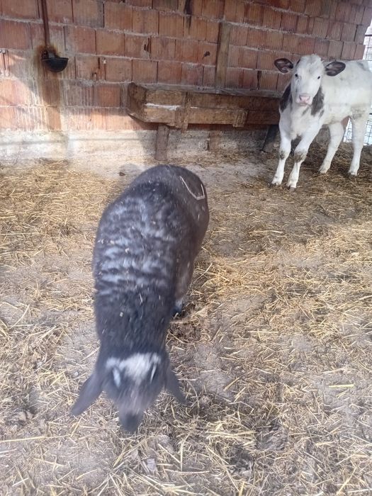 Miel De vanzare Cintei