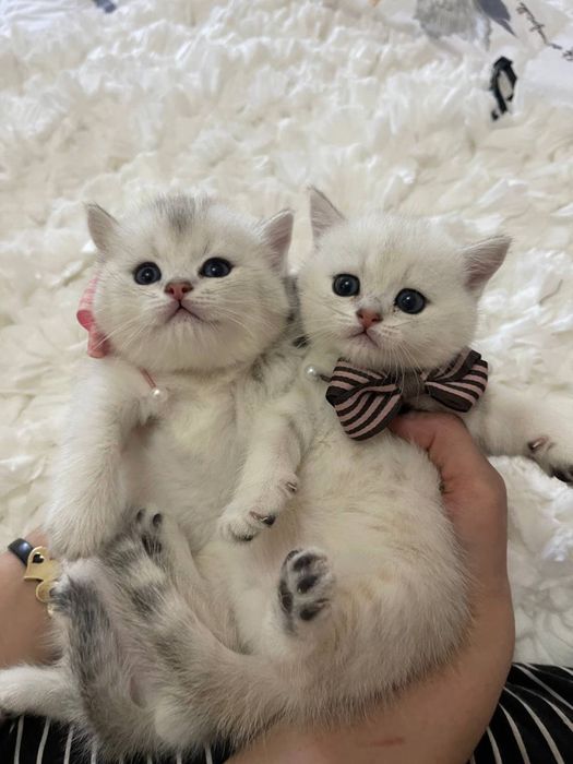 Вязка кот BRI ns11