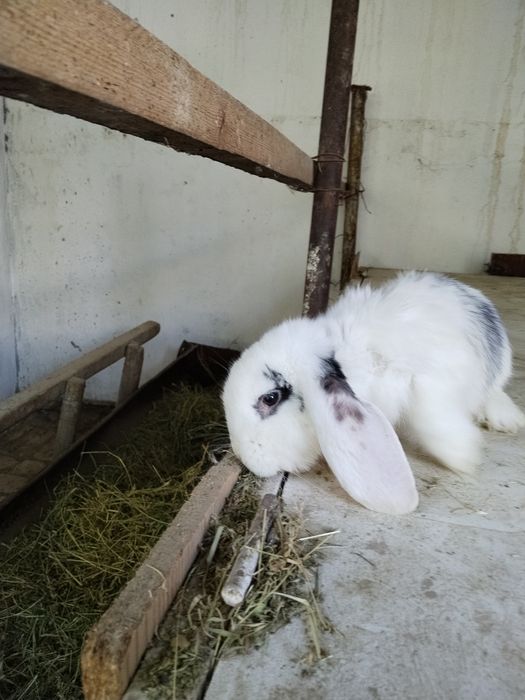Zotdor Fransuz Baran quyonlari sotiladi