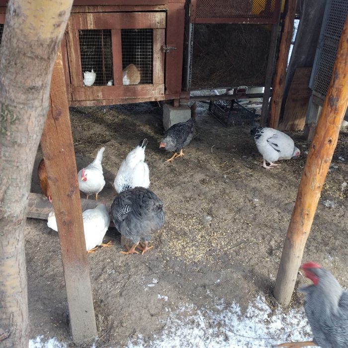 Schimb sau vînd găini rasa Sussex și New Hampshire