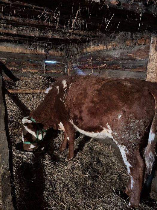 Продаётся тёлки за 1 млн сто тыс. За двоих. Есть торг!!!