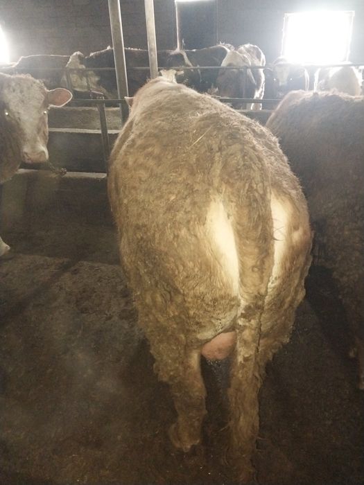 Продам Бычков. На курбан Айт