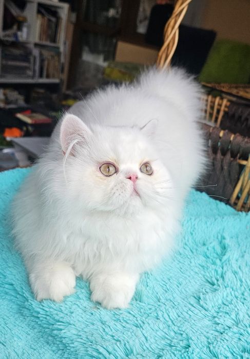 Персийско котенце