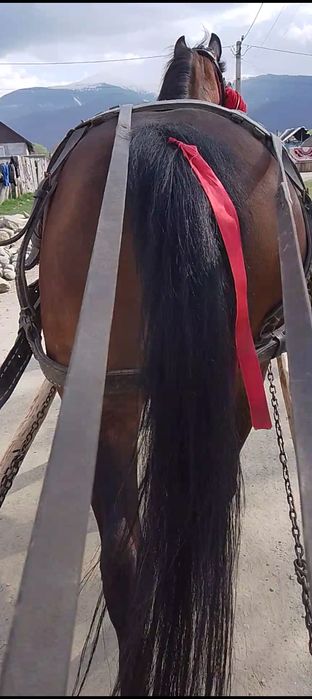 Vând iapă de 6 ani foarte cuminte