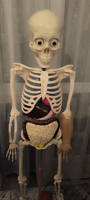 Човешкото тяло до брой 37