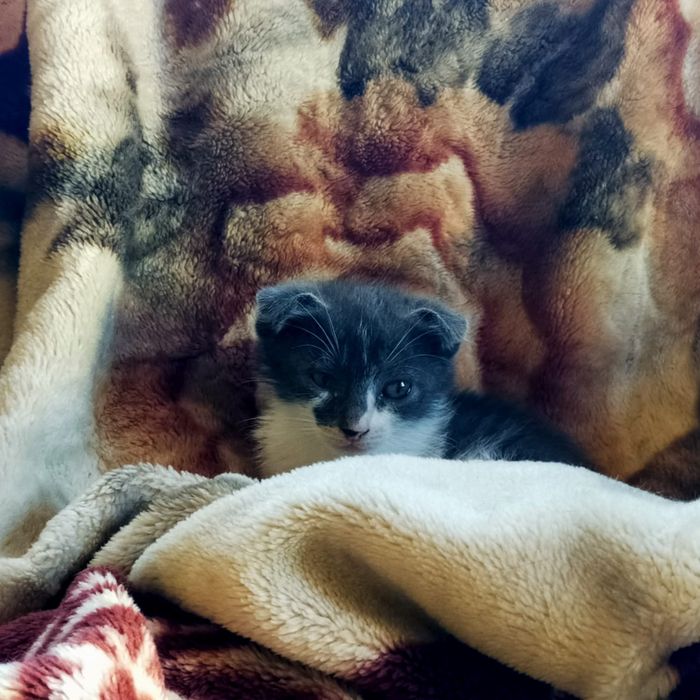 Отдам бесплатно Котят в добрые руки.