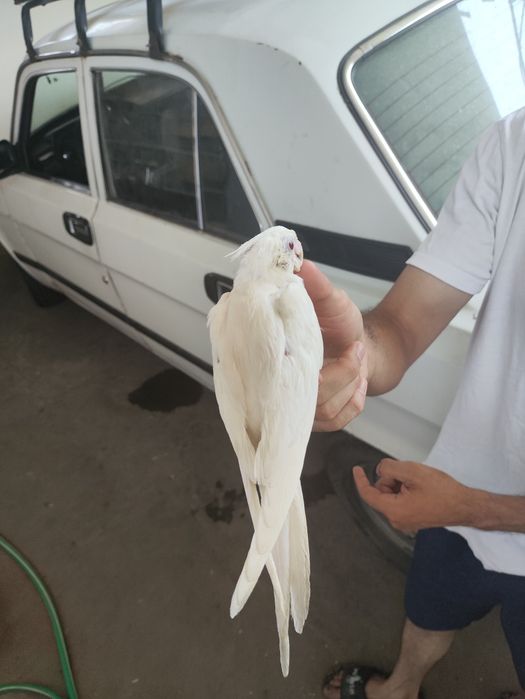 Дубай карелла ручной