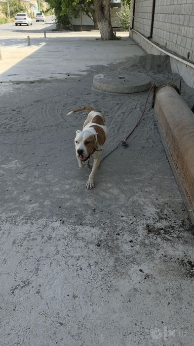 Pitbull 1.5 yosh
