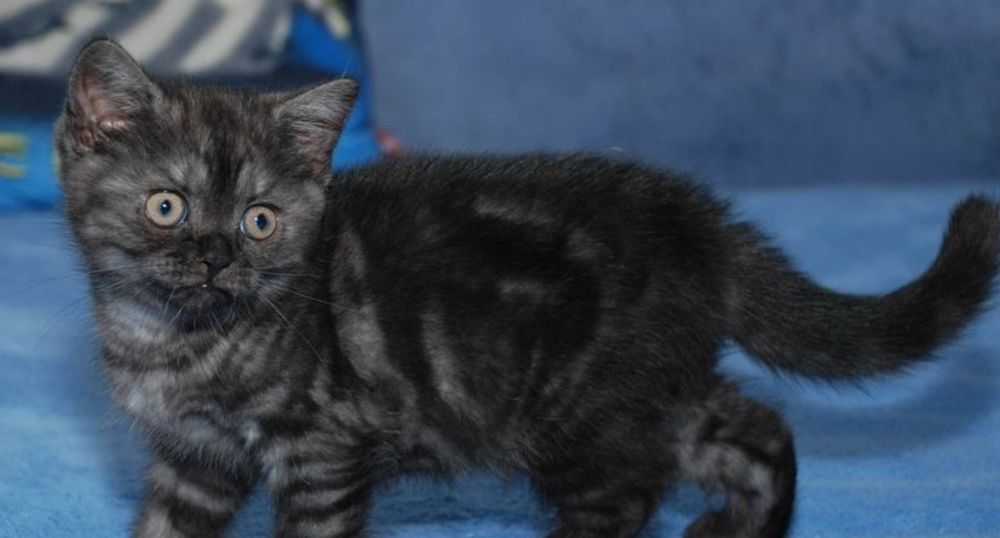 Милые котят мальчики и девочки, 1.5 мес