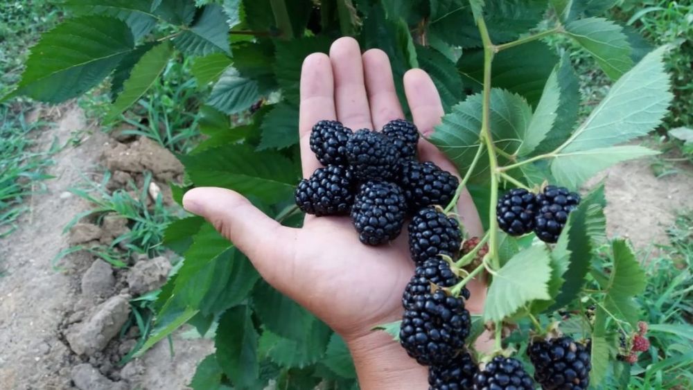 Arbuști fructiferi MUR DE CULTURA