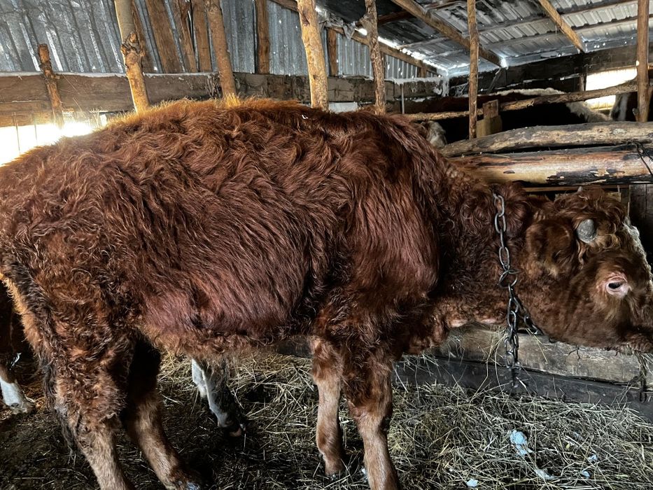 Продается бычки годовалые