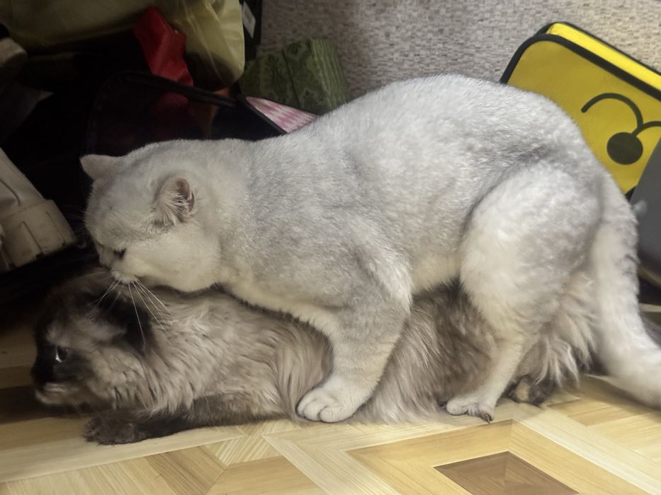 Вязка ! чистакровная Серебрестая Шиншилла NS11 приглашаем кошек честок