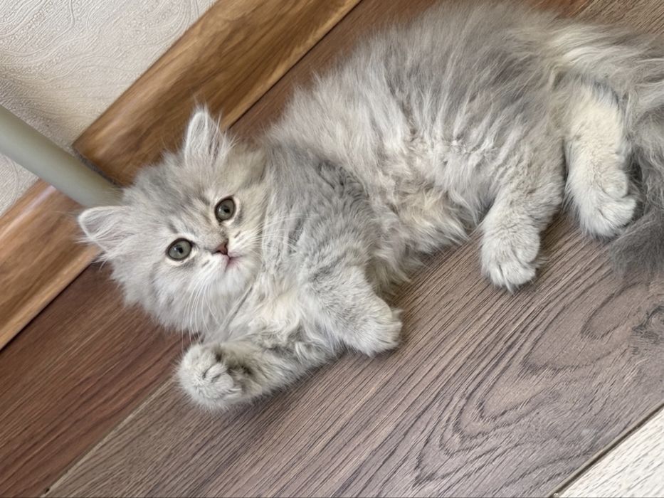 Продается котенок