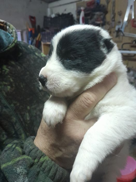 Щенок САО алабая