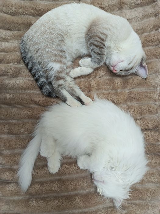 Кот хейланд фолд