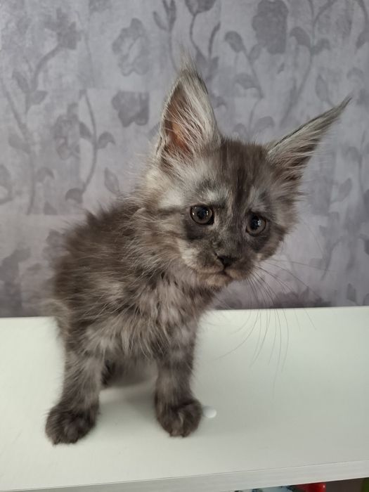 Мейн-кун девочки