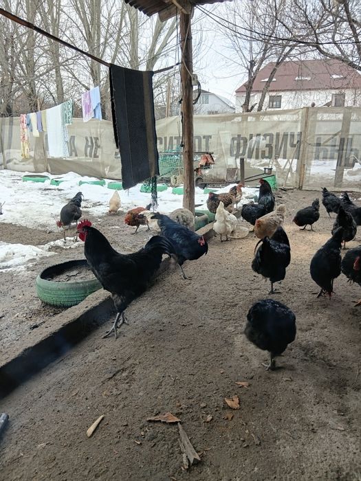 Продам петухов Австерлоп