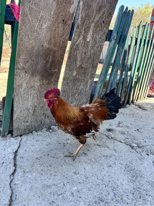 Жас әтеш сатамын