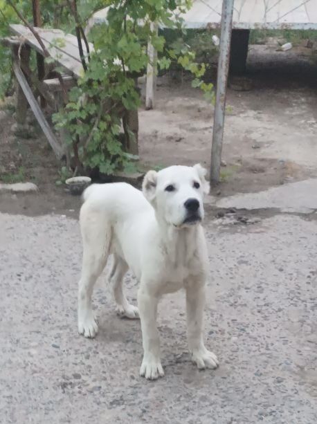 Сотилади Алабай тоза зотли