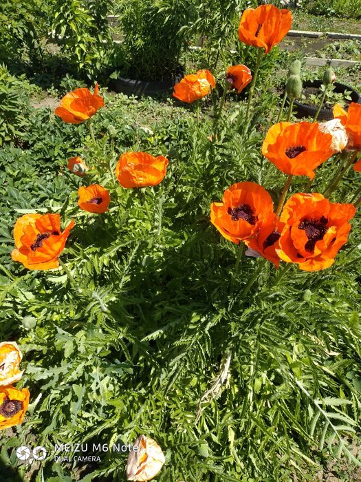 Продам дачу шахтинск