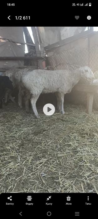Койлар бар семіз багылган