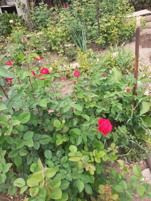 Продам цветы Розы