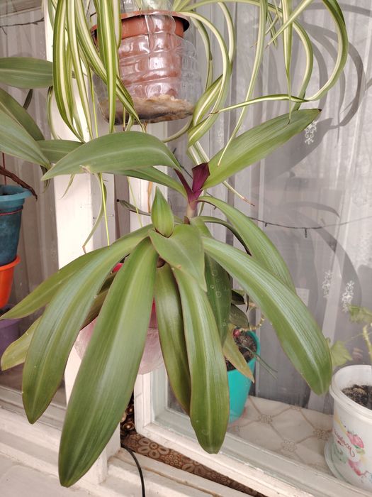 Продаются комнатные цветы