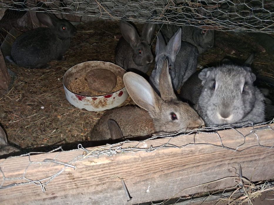 Iepurași de vânzare.Detalii la telefon