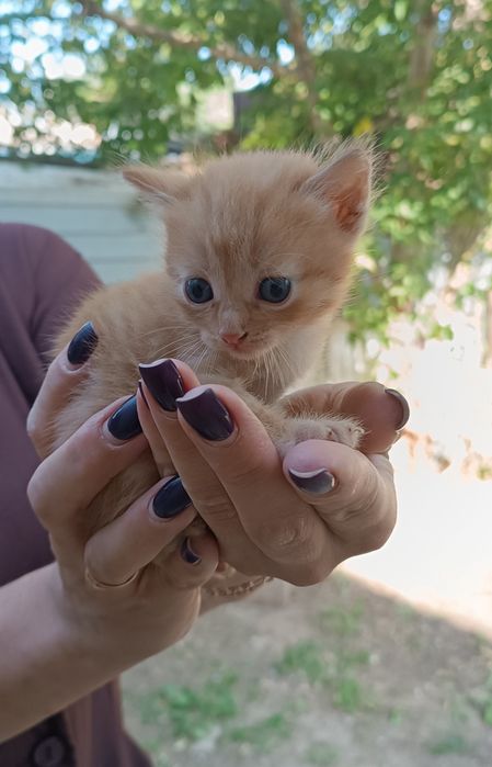 Отдам котят бесплатно