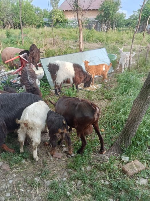 Vând o capră Murciano la prima fătare cu iadă sau sc  cu baloți