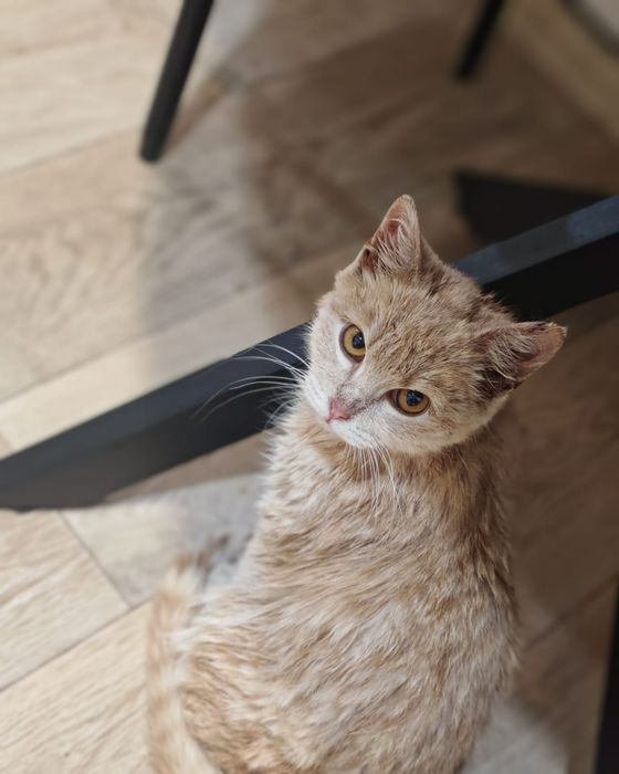 Отдам кота в хорошие добрые руки