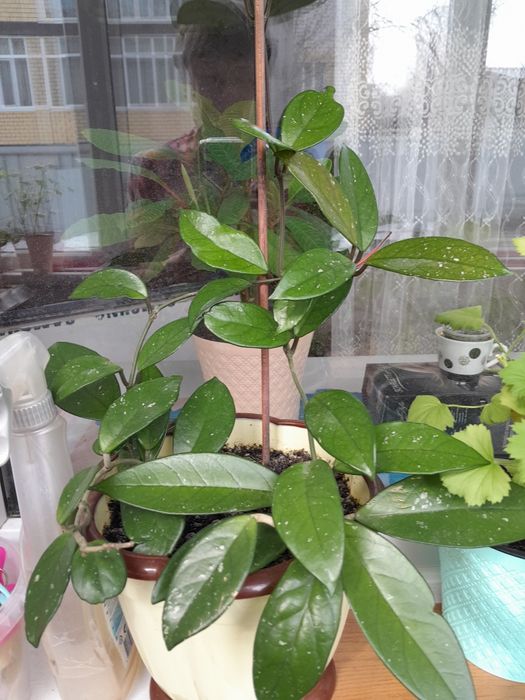 Комнатые цветы, Герань