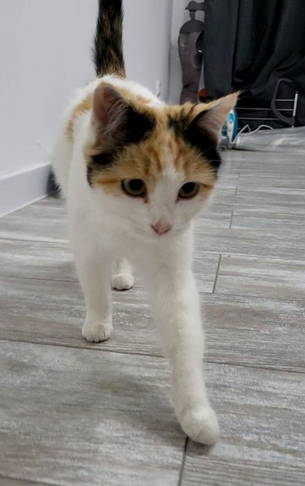 Котёнок девочка трёхцветная