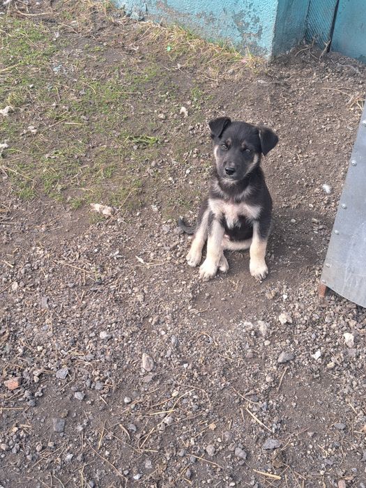 Щенки ищут дом !!