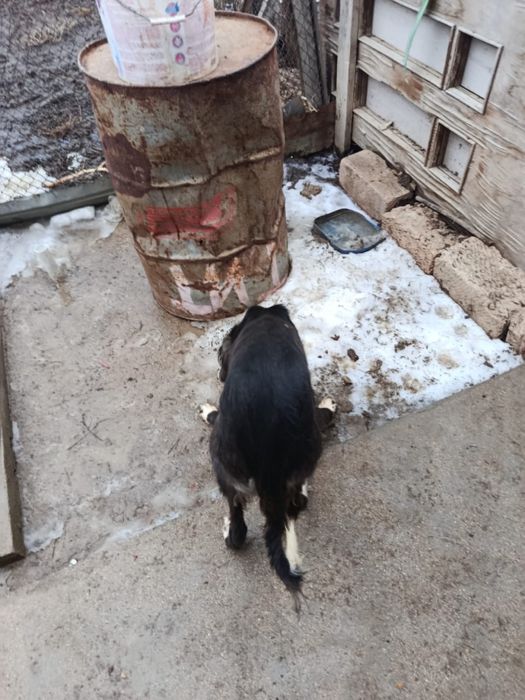 Тазы ит охотничий собака