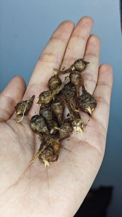 Клубни Алоказии шкура дракона (silver)