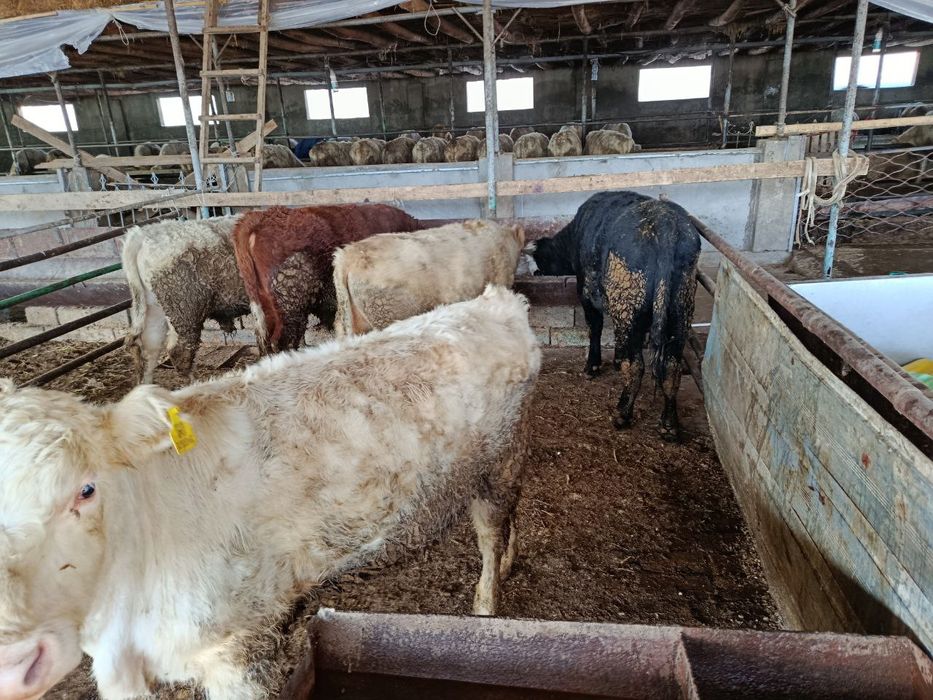 Avlikol grenfod mikimaus ɓoqala sotiladi