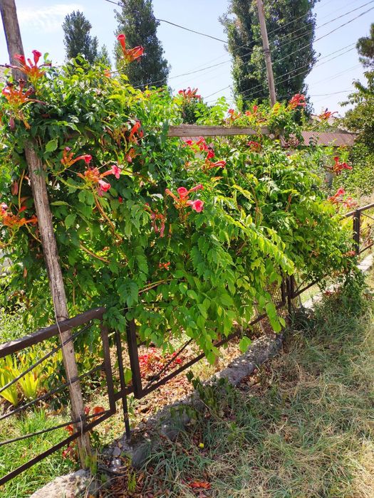 Саженцы кампсиса укореняющегося