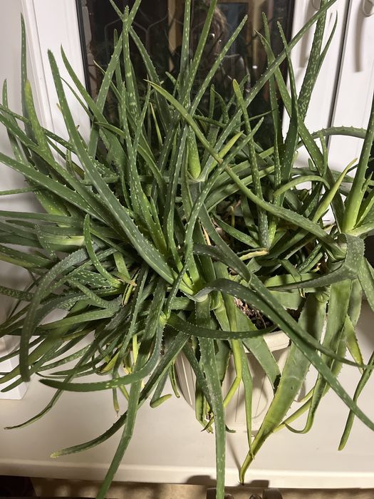 Продам алое косметическое