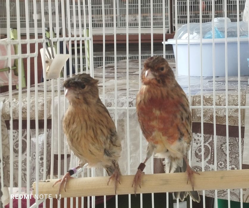 Канарейка молодойла  красная дерева.