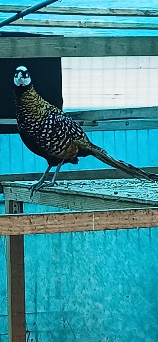 Mascul fazan regal de un an